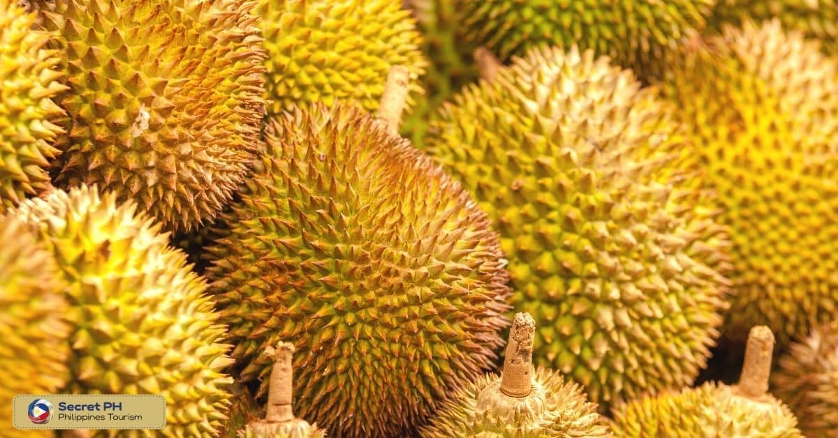 Durian Tour & Sampling