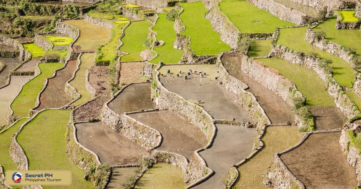Natural Beauty and Unique Characteristics of the Terraces