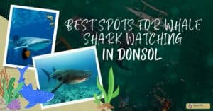 Best Spots for Whale Shark Watching in Donsol