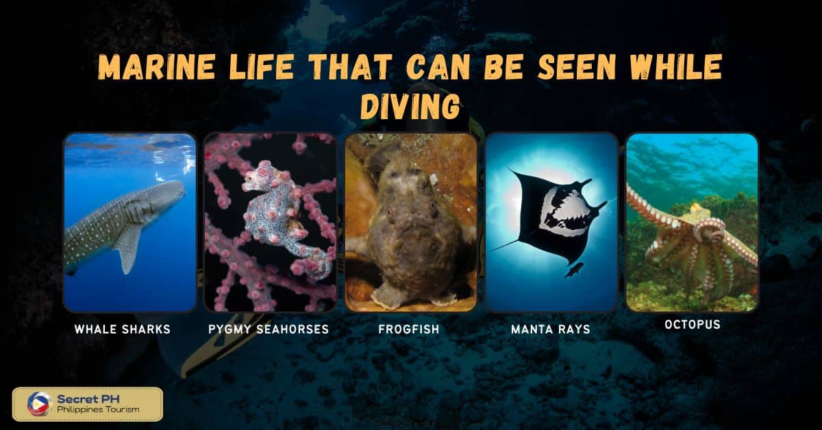 Marine life that can be seen while diving