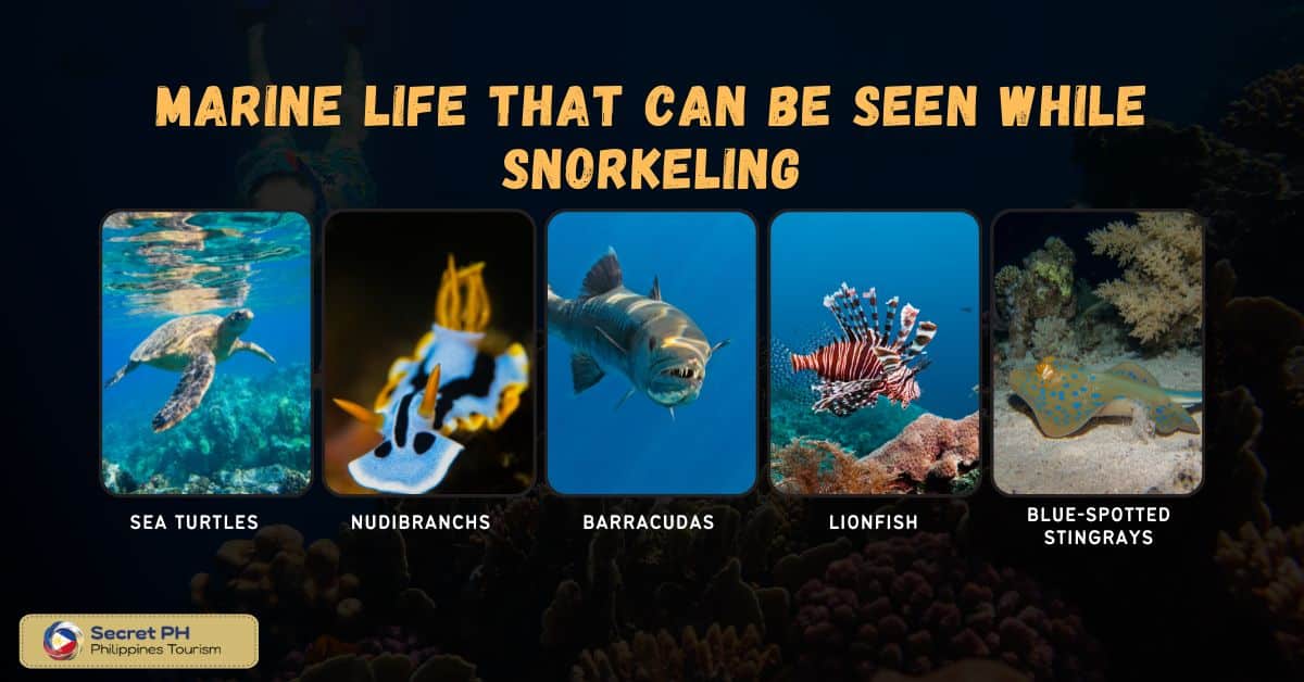 Marine life that can be seen while snorkeling