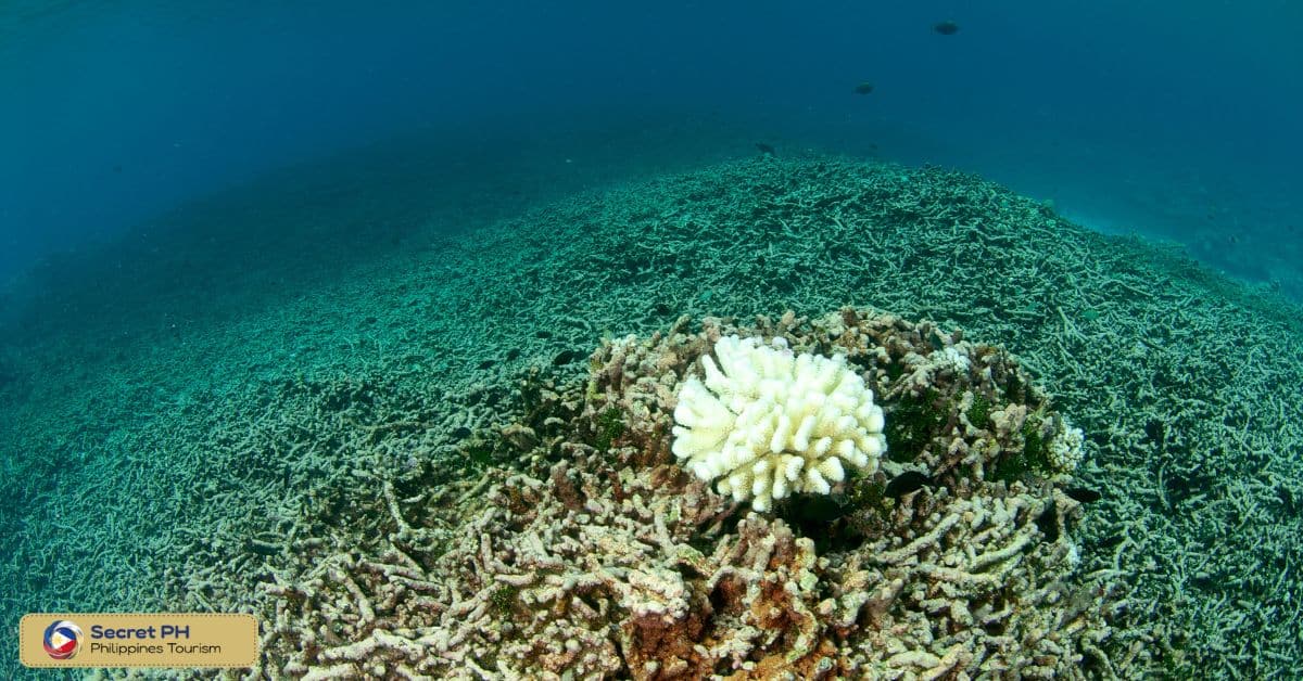The impact of threats on Philippine coral reefs