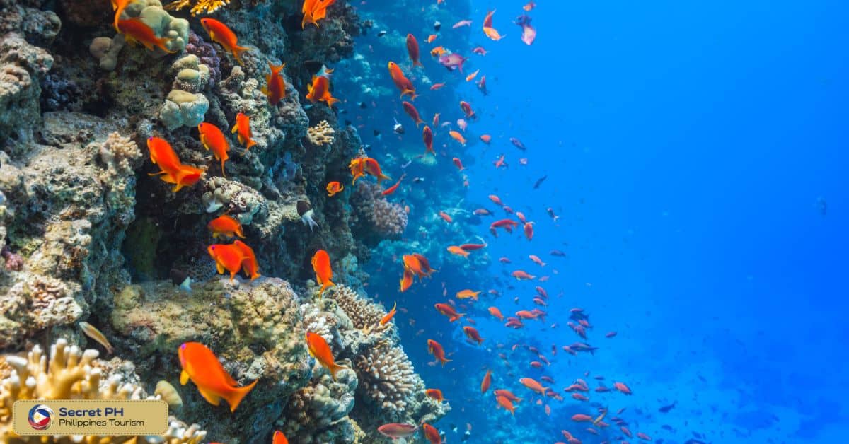 Tubbataha Reef Natural Park