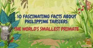 10 Fascinating Facts About Philippine Tarsiers_ The World's Smallest Primate