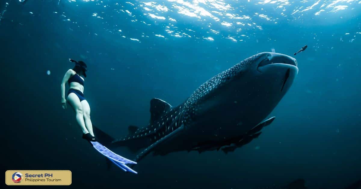 A Magnificent Sight: Swimming with Whale Sharks