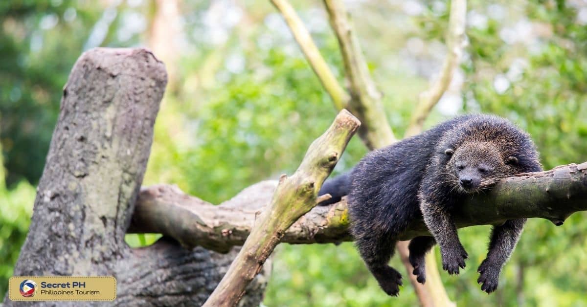 Behavior and Diet of the Palawan Bearcat