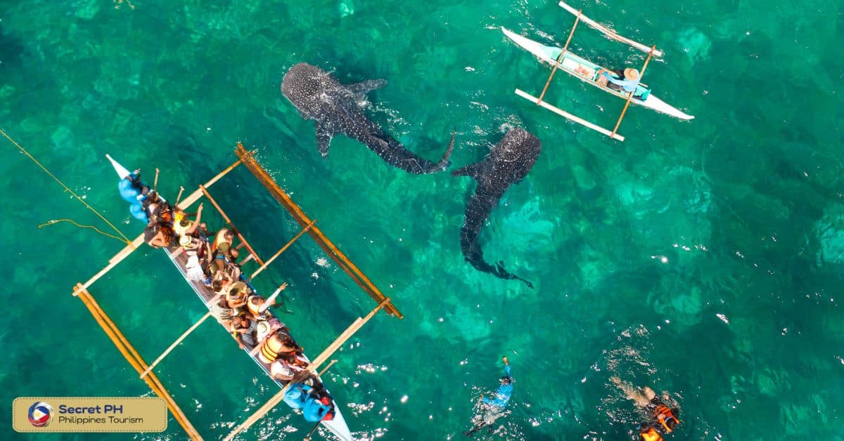 Best Time to Visit Donsol for Whale Shark Watching