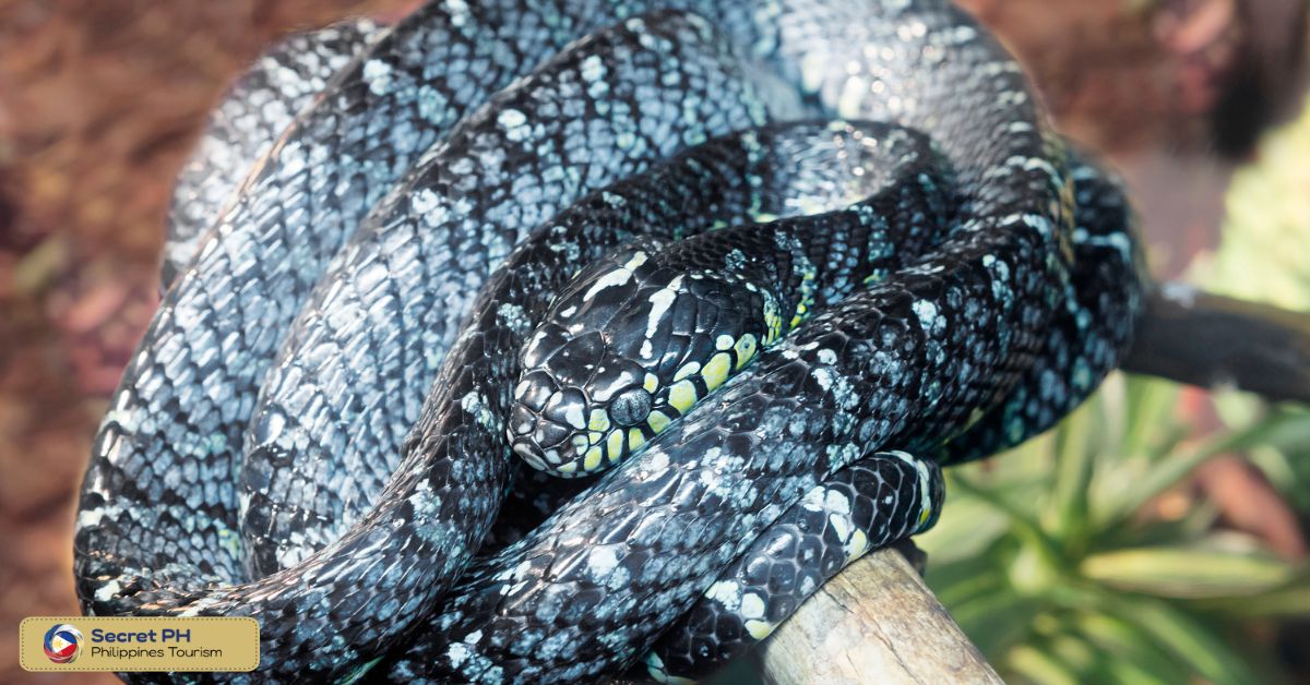 Conservation Status and Threats to Mangrove Snakes in the Philippines