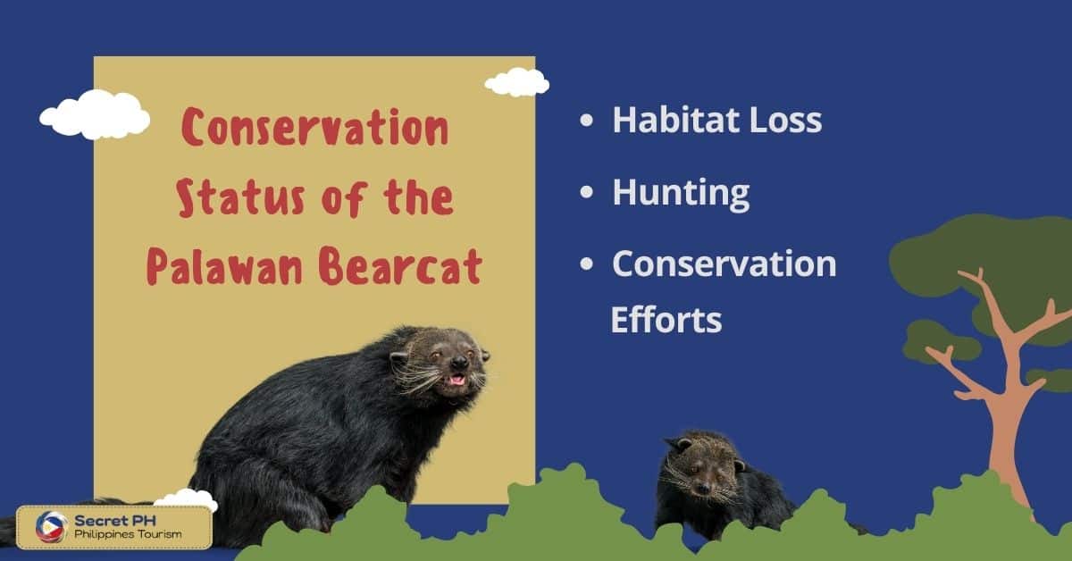 Conservation Status of the Palawan Bearcat