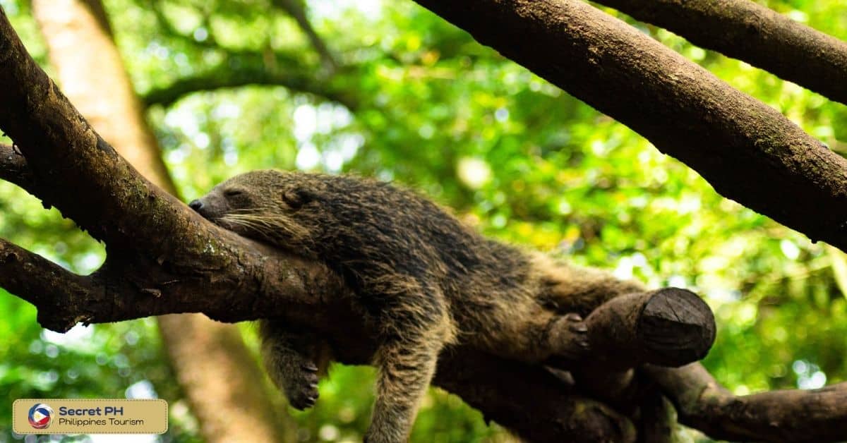 Conservation Status of the Palawan Bearcat