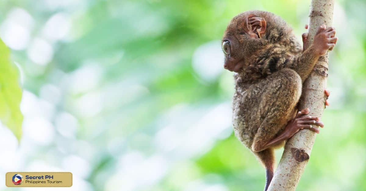 10. Ecotourism and Tarsier Viewing in the Philippines