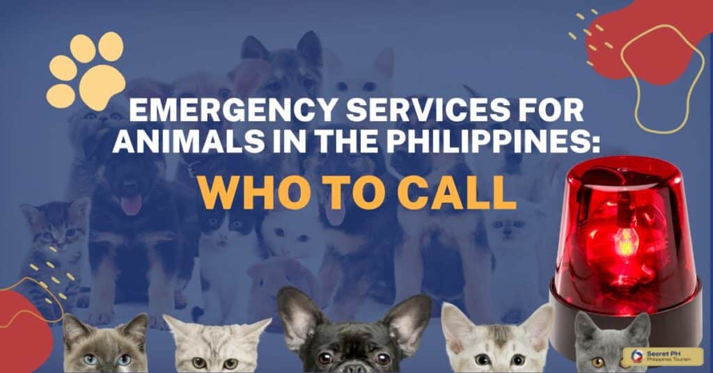 Emergency Services for Animals in the Philippines_ Who to Call