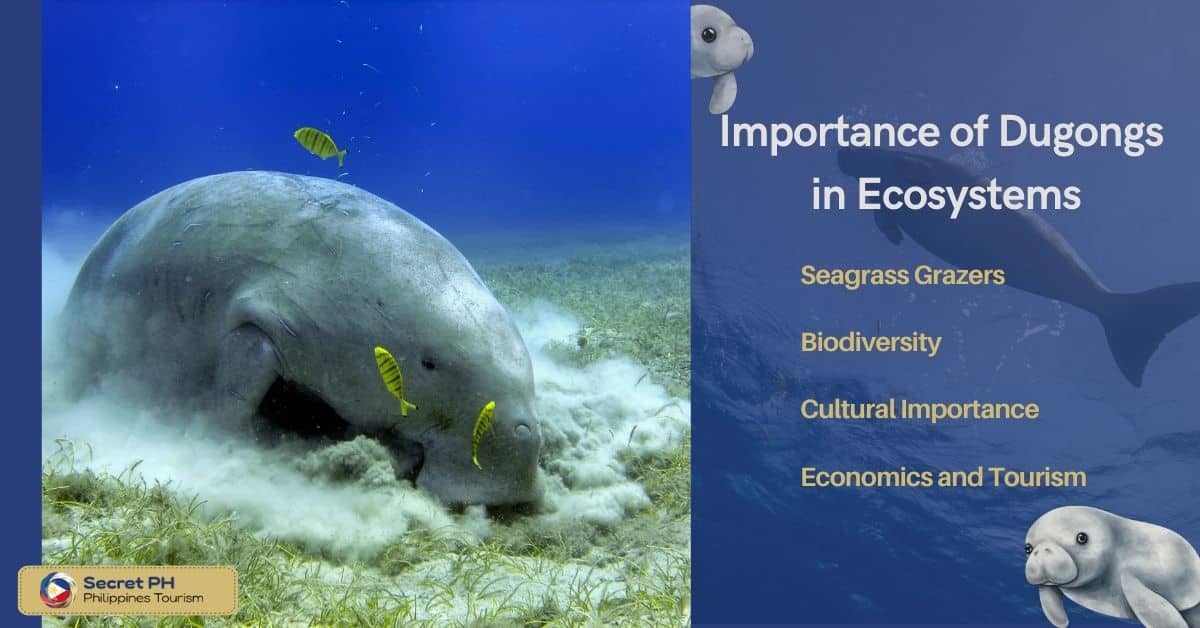 Importance of Dugongs in Ecosystems
