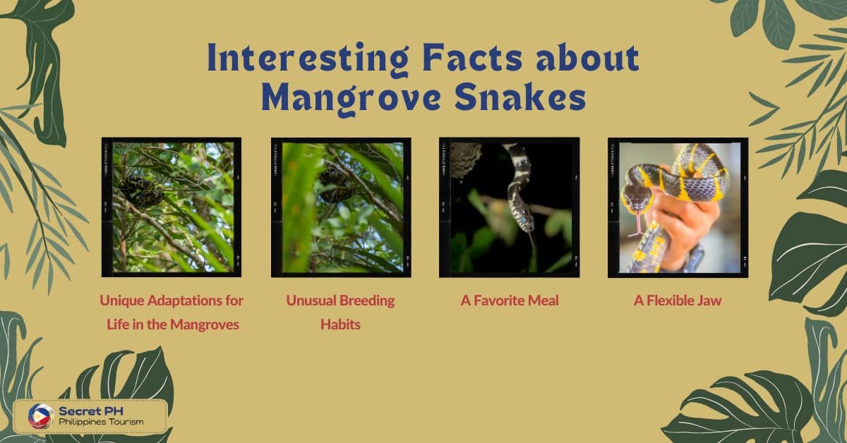 Interesting Facts about Mangrove Snakes