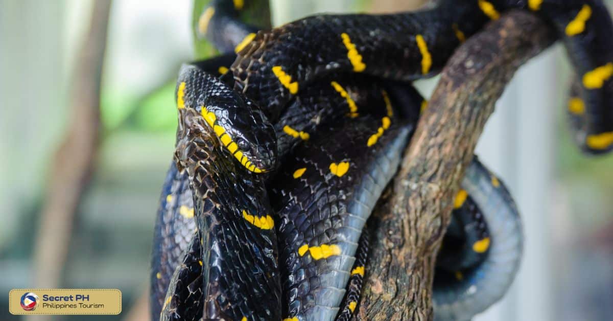 Interesting Facts about Mangrove Snakes