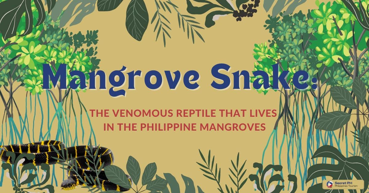 Mangrove Snake The Venomous Reptile That Lives in the Philippine Mangroves