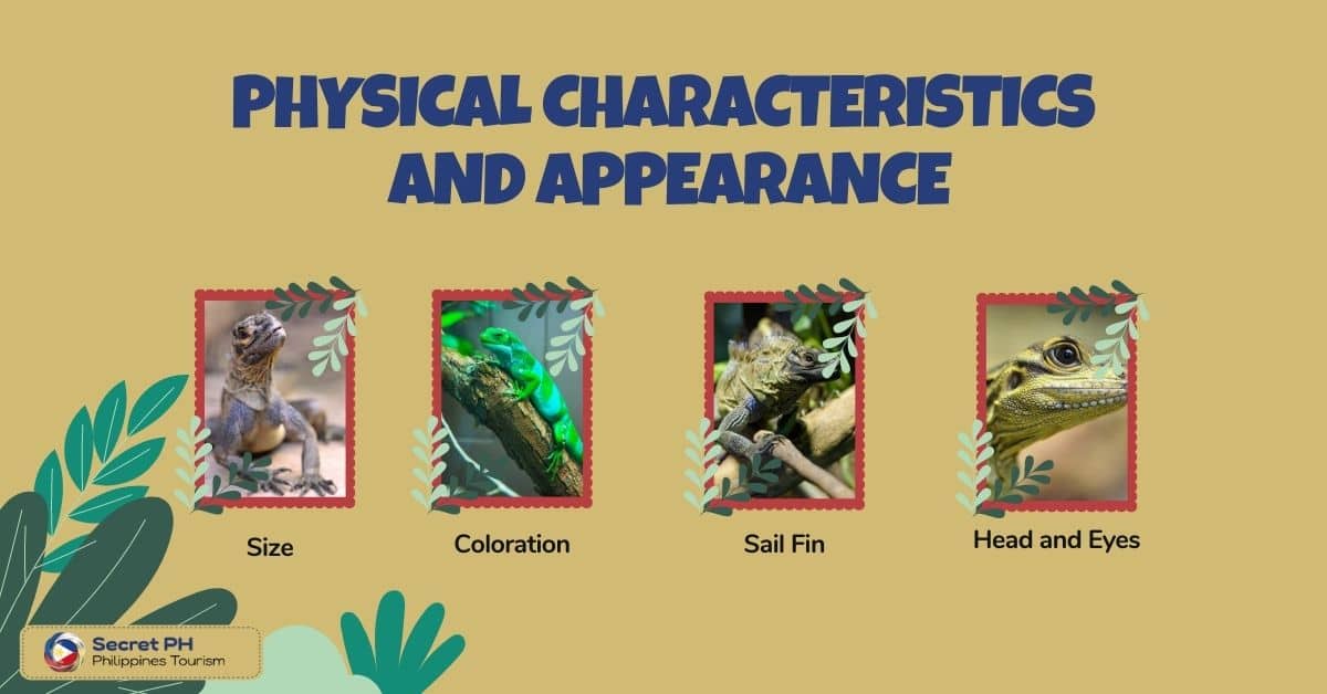 Physical Characteristics and Appearance