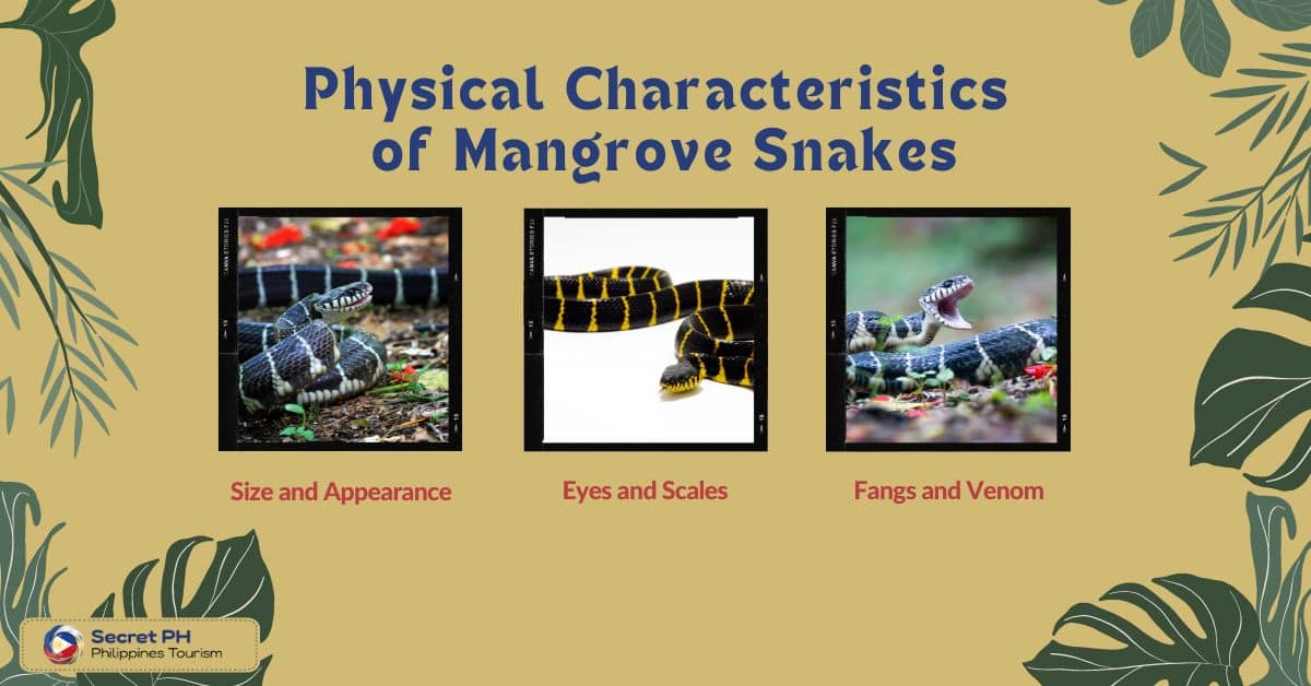 Physical Characteristics of Mangrove Snakes