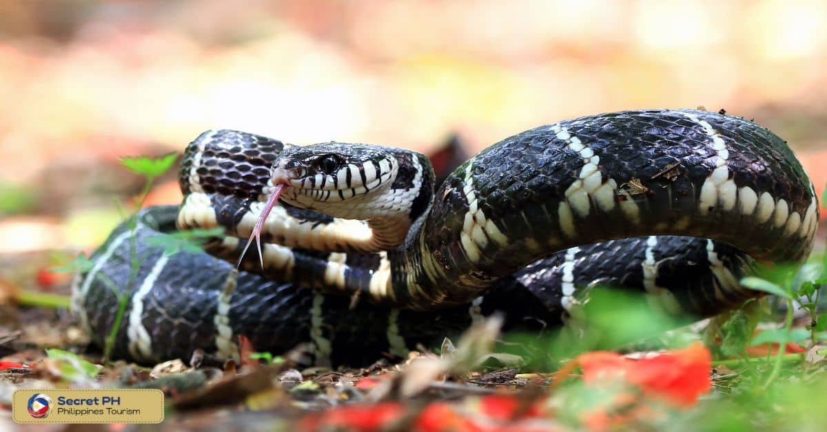 Physical Characteristics of Mangrove Snakes