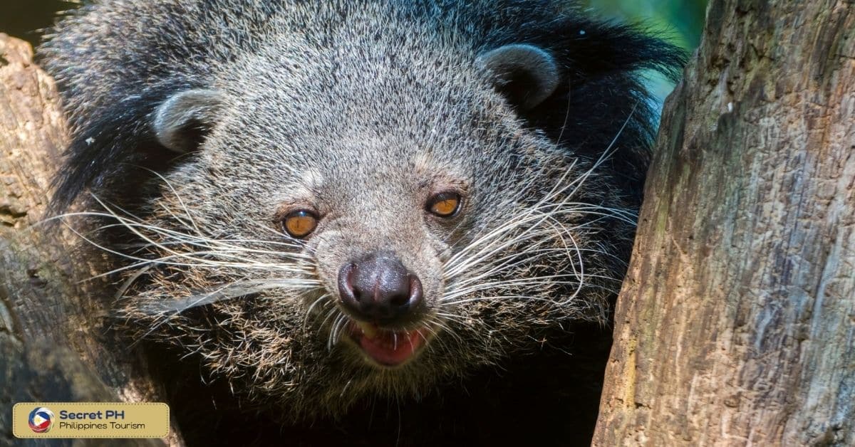 Physical Characteristics of the Palawan Bearcat