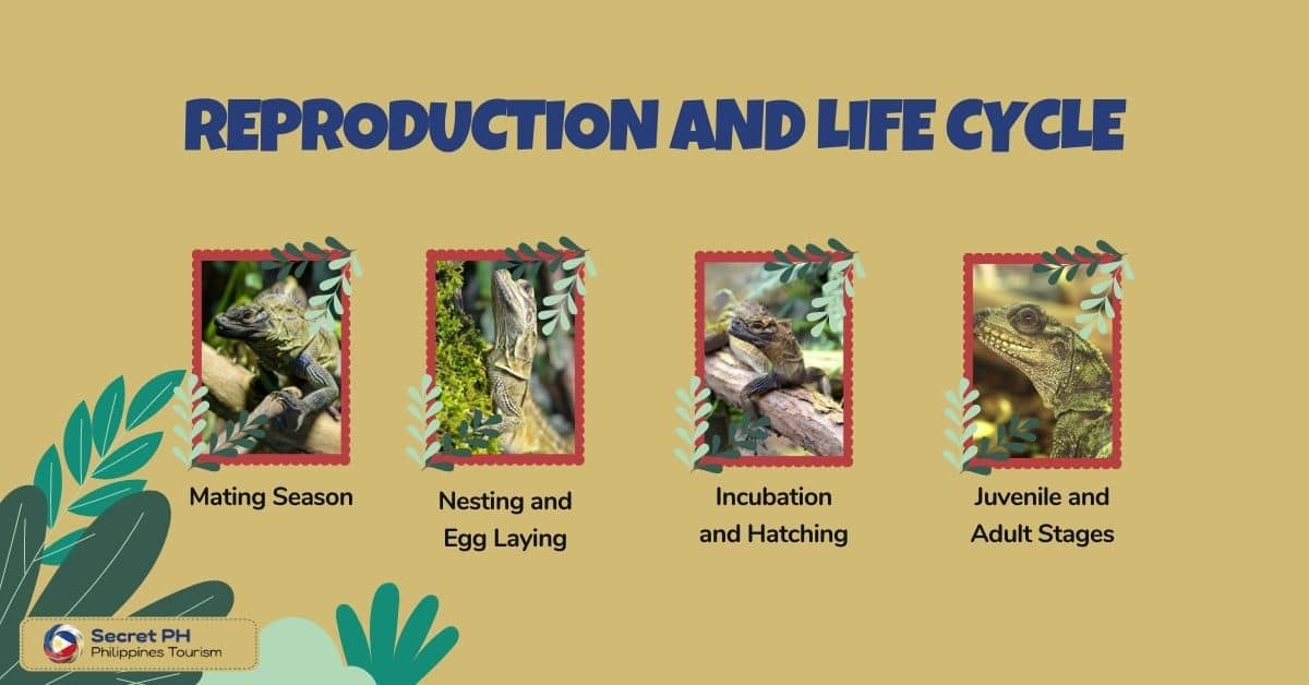 Reproduction and Life Cycle