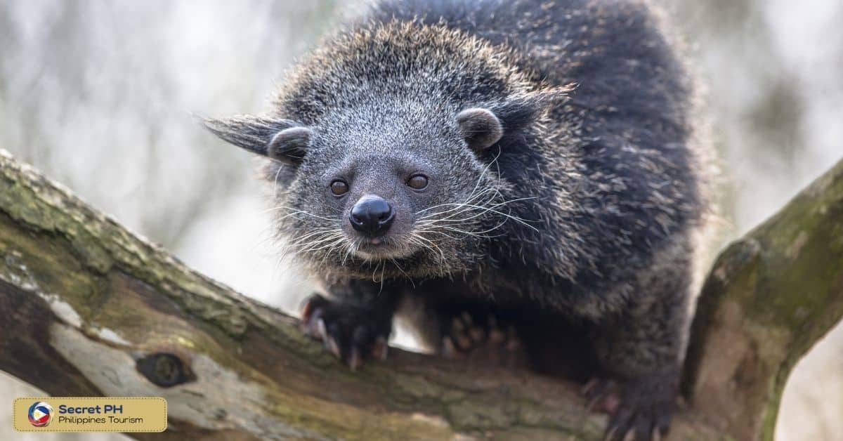 The Binturong of Palawan