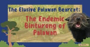 The Elusive Palawan Bearcat The Mysterious and Endemic Binturong of Palawan