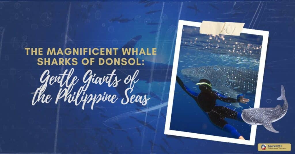 The Magnificent Whale Sharks of Donsol Gentle Giants of the Philippine Seas