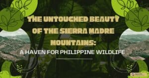 The Untouched Beauty of the Sierra Madre Mountains A Haven for Philippine Wildlife