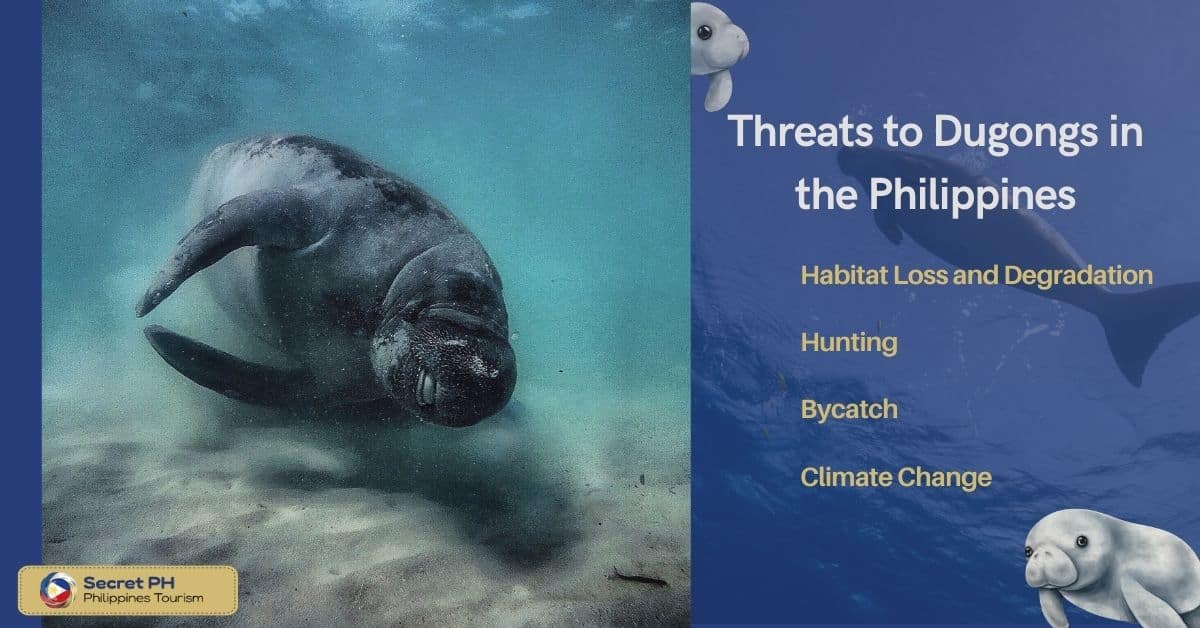 Threats to Dugongs in the Philippines