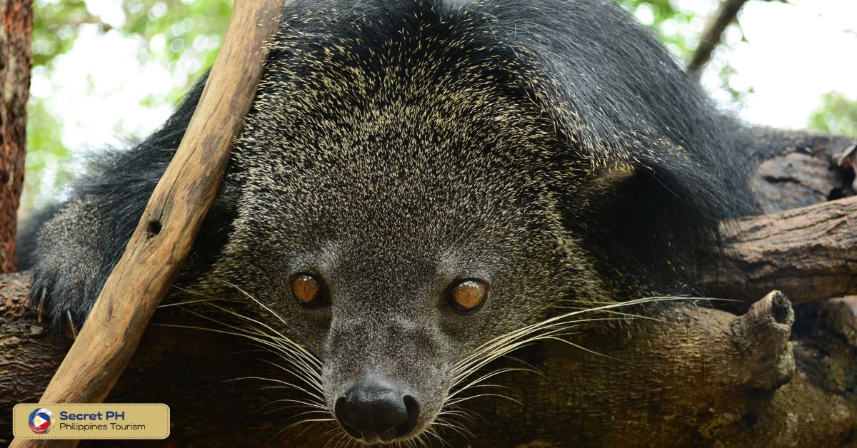 Tips for Spotting the Palawan Bearcat
