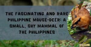 The Fascinating and Rare Philippine Mouse-Deer: A Small, Shy Mammal of the Philippines