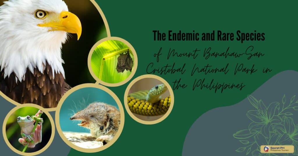 The Endemic and Rare Species of Mount Banahaw-San Cristobal National Park in the Philippines