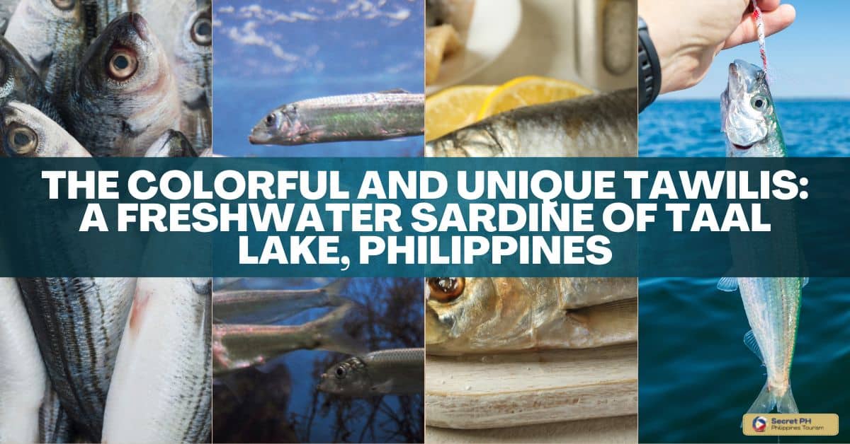 The Colorful and Unique Tawilis: A Freshwater Sardine of Taal Lake, Philippines