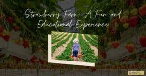 Strawberry Farm: A Fun and Educational Experience