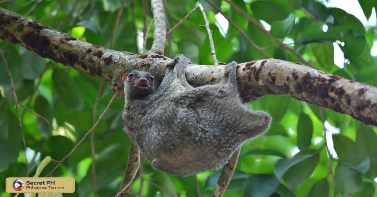 Animal Encounter 9: Flying Lemur