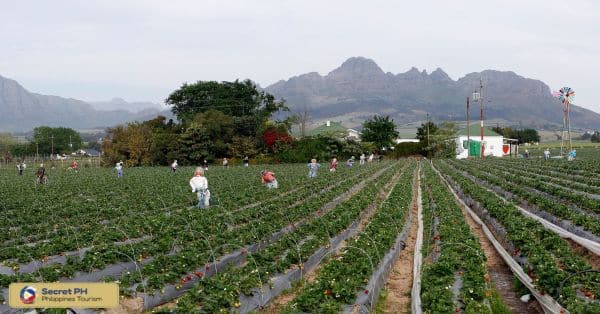Strawberry Farms in La Trinidad