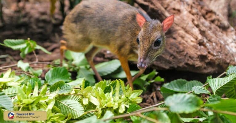 The Fascinating and Rare Philippine Mouse-Deer: A Small, Shy Mammal of ...