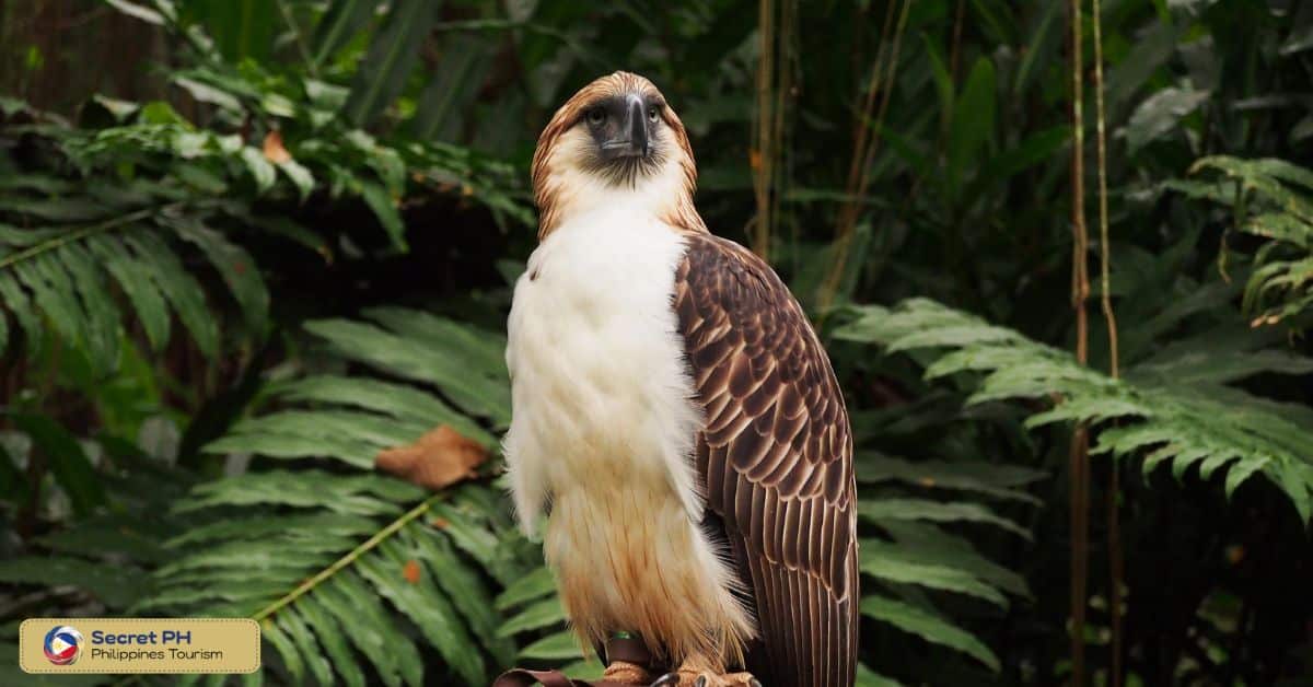 Animal Encounter 1: Philippine Eagle