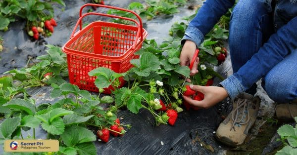 Strawberry picking