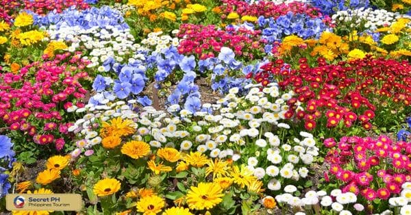 Significance of flowers in the local culture