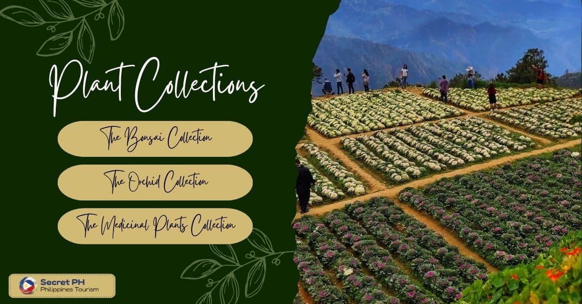 Plant Collections