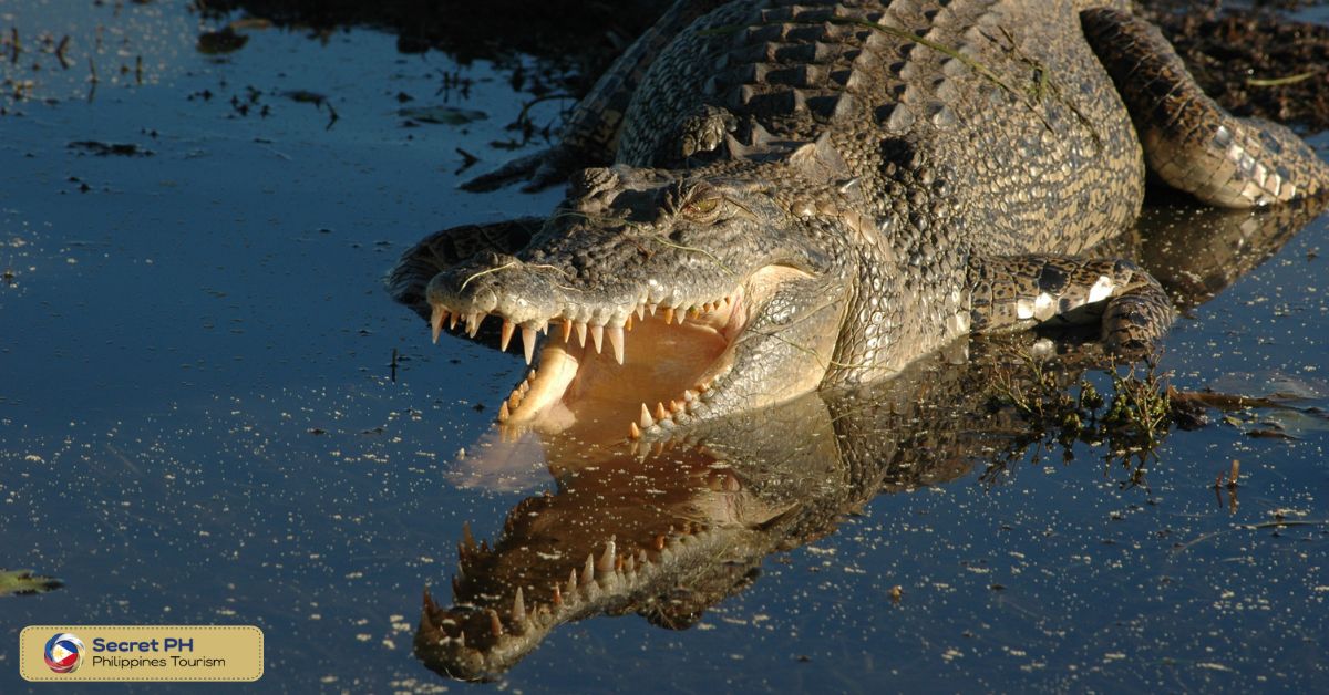 Animal Encounter 4: Saltwater Crocodile