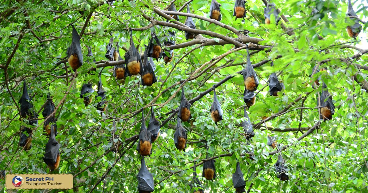 Mount Banahaw Rounded-Leaf Bat