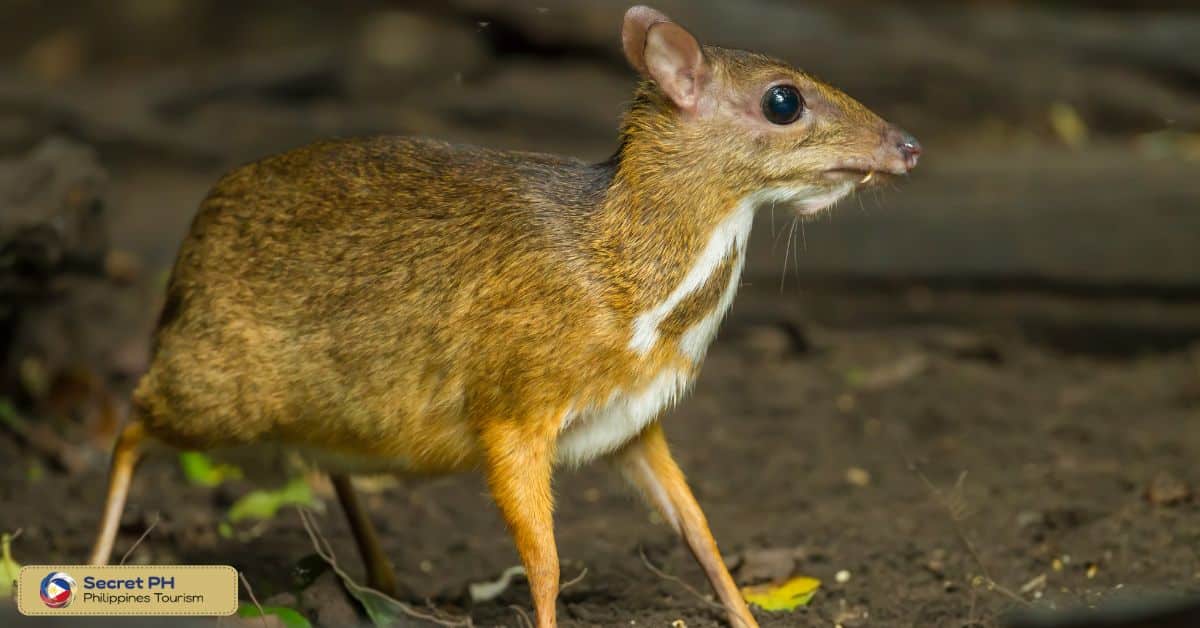 Threats to the Philippine Mouse-Deer