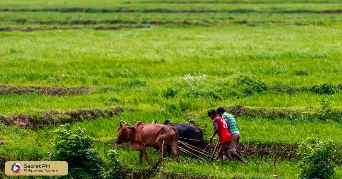 Agriculture as a Vital Sector in the Philippines