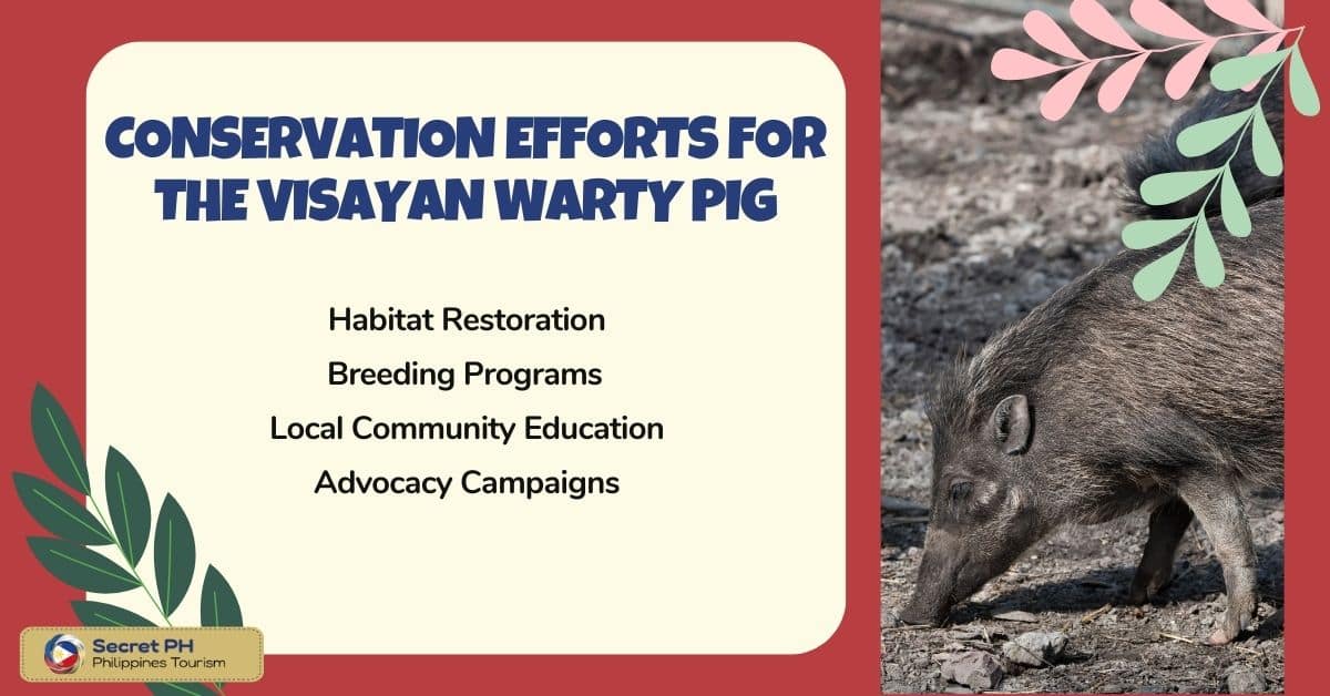 Conservation Efforts for the Visayan Warty Pig