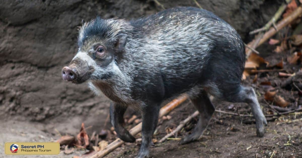 Conservation Efforts for the Visayan Warty Pig