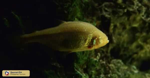 Fauna in Manacota Cave