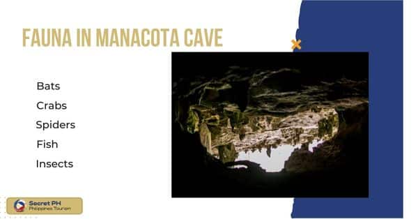 Fauna in Manacota Cave